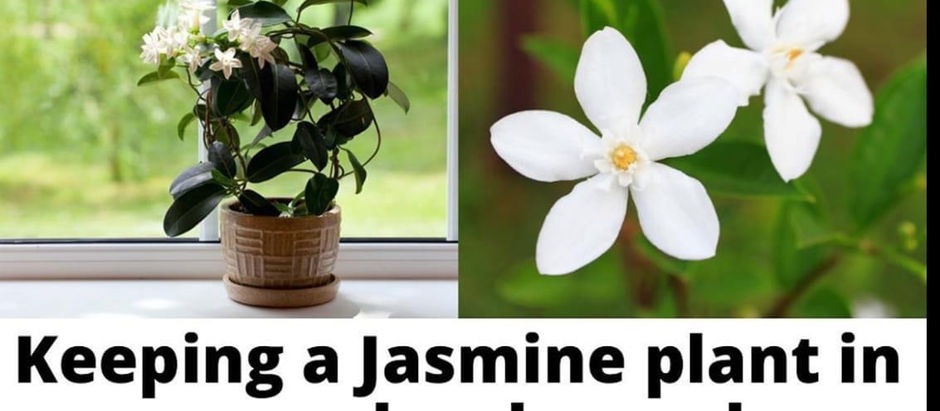 Did you know about Jasmine plants???