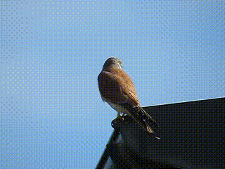 Little Guy Take Off.gif