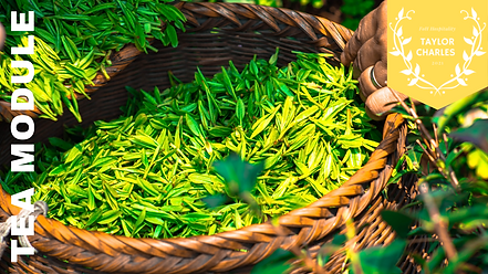 TEA MODULE copy 2.png