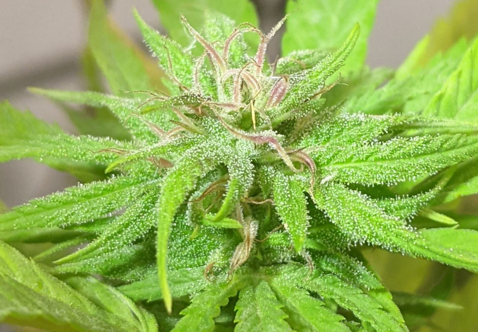 Thumbnail: Tree of Might