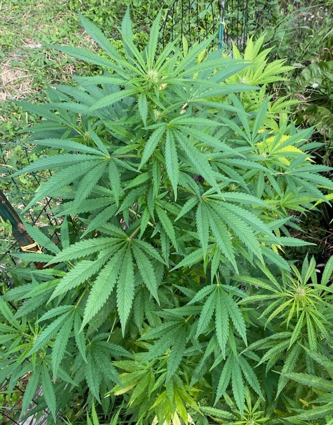 Thumbnail: Oshima O.G.