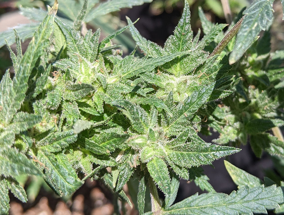 Thumbnail: Mal-Wowie