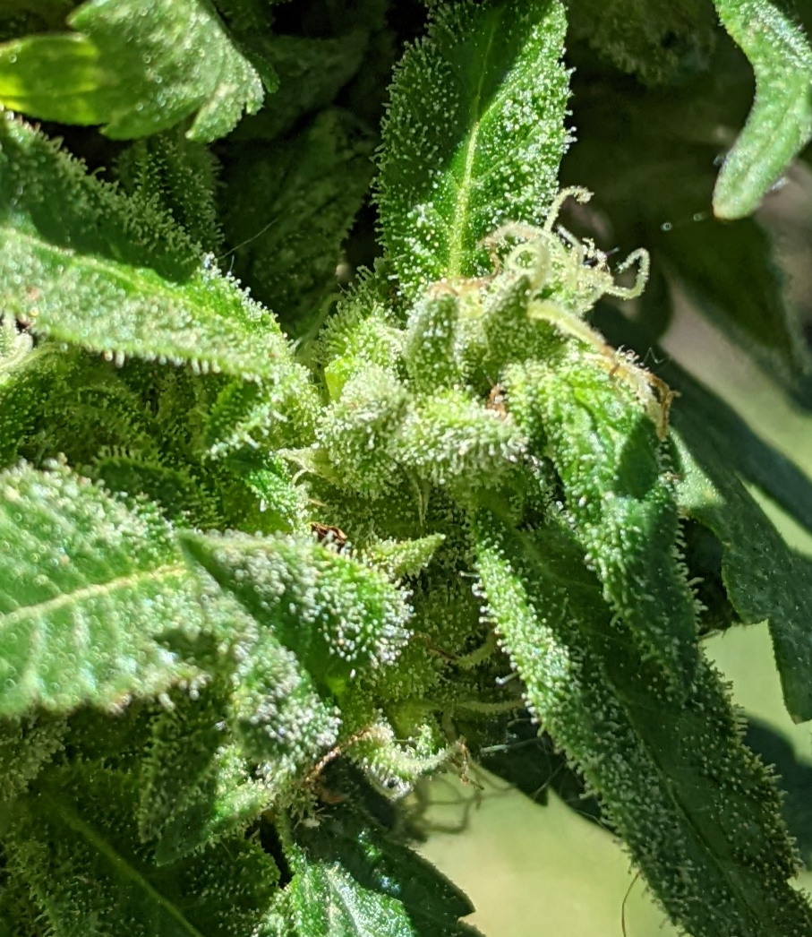 Thumbnail: Pacific Kush