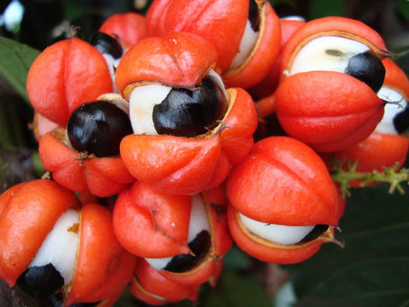 La Guaraná Tiene Mayor Potencial Antioxidante que el Té Verde
