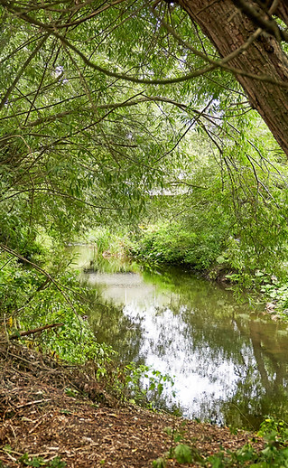 River_Colne_SJ_092.jpg