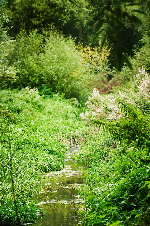 River_Colne_SJ_084.jpg