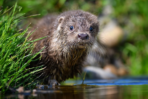 lutra-in-nature-habitat-portrait-of-water-predato-2025-03-25-13-45-42-utc.jpg