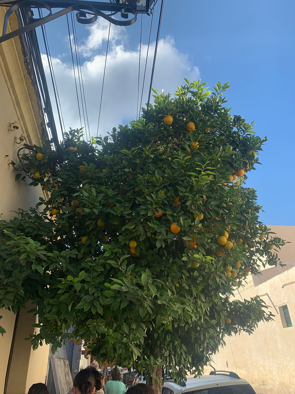 A picture of an orange tree