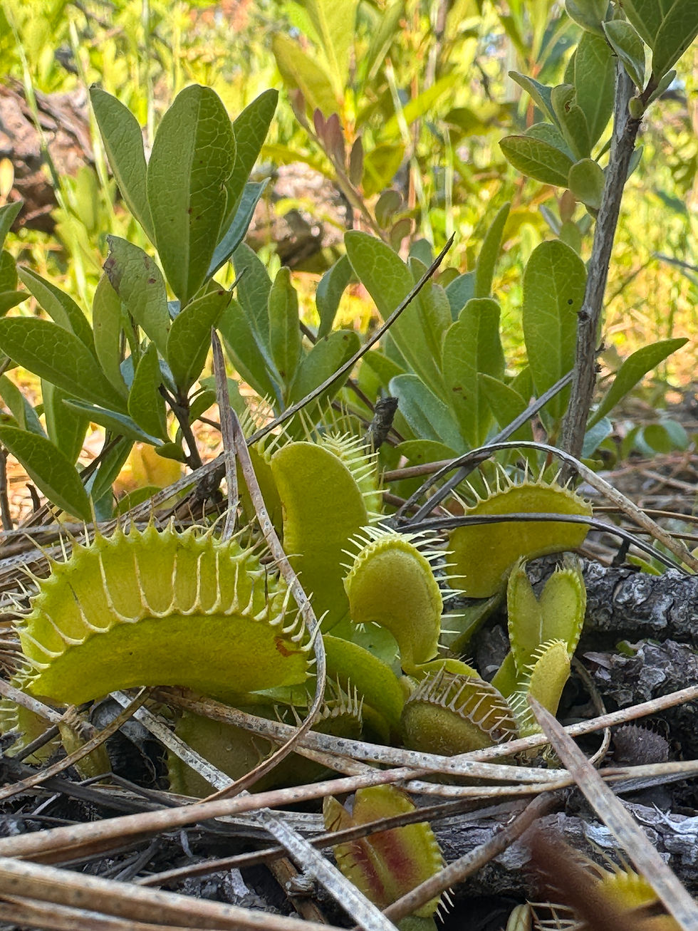 dionaea muscipula
