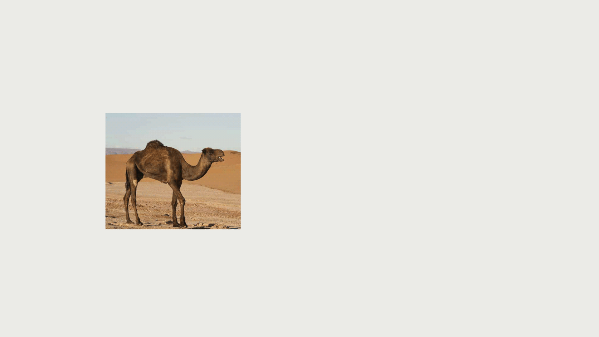 NOUKK-Case-camel_logo.gif