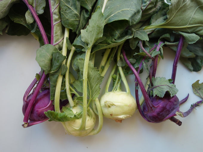 Red or Green Kohlrabi - 1 head