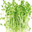 Thumbnail: Microgreens- Choose Variety