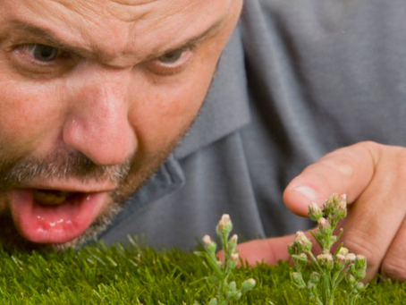 Weeds in the Garden of Man!         (a story of self care!)