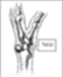 גבעול שבאמצעויות גנגליון מתחבר לשורש היד