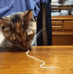giphy (1)