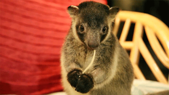 roo