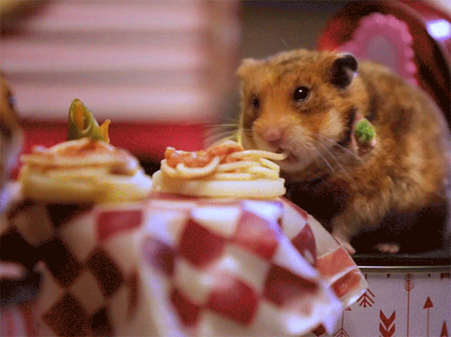 hamster