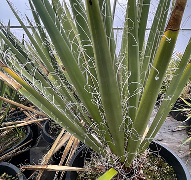 Yucca Faxoniana.jpg