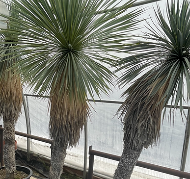 Yucca Rostrata_edited.png