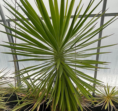 Yucca Aloifolia_edited.jpg