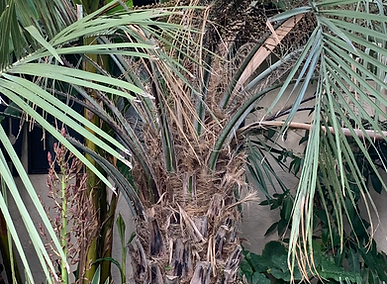 butia.PNG