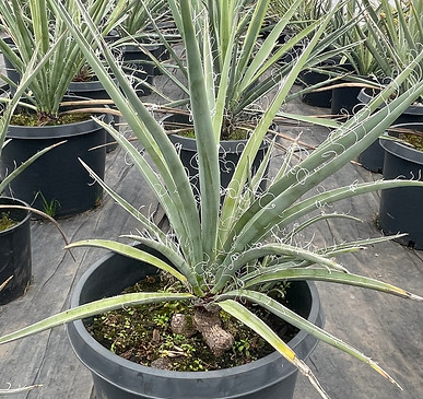 Yucca Baccata.jpg