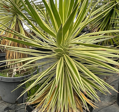 Yucca Aloifolia Tricolor.jpg