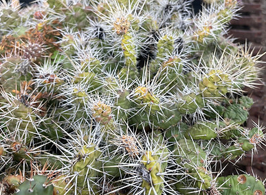 Opuntia fragilis.jpg