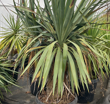 Yucca Recurvifolia.jpg
