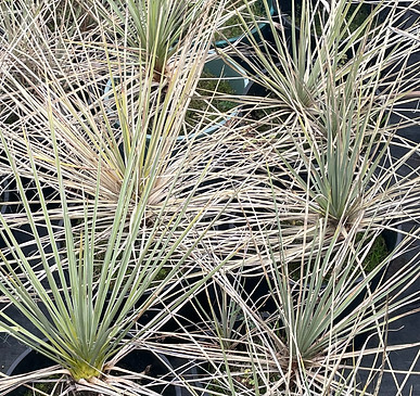 Yucca Glauca_edited.jpg