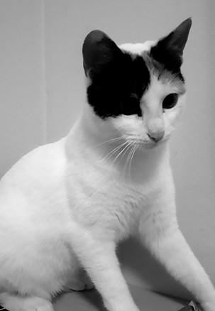 gata bebé de 8 meses 2.JPEG