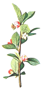 Illustated Branch with Flowers_edited.pn