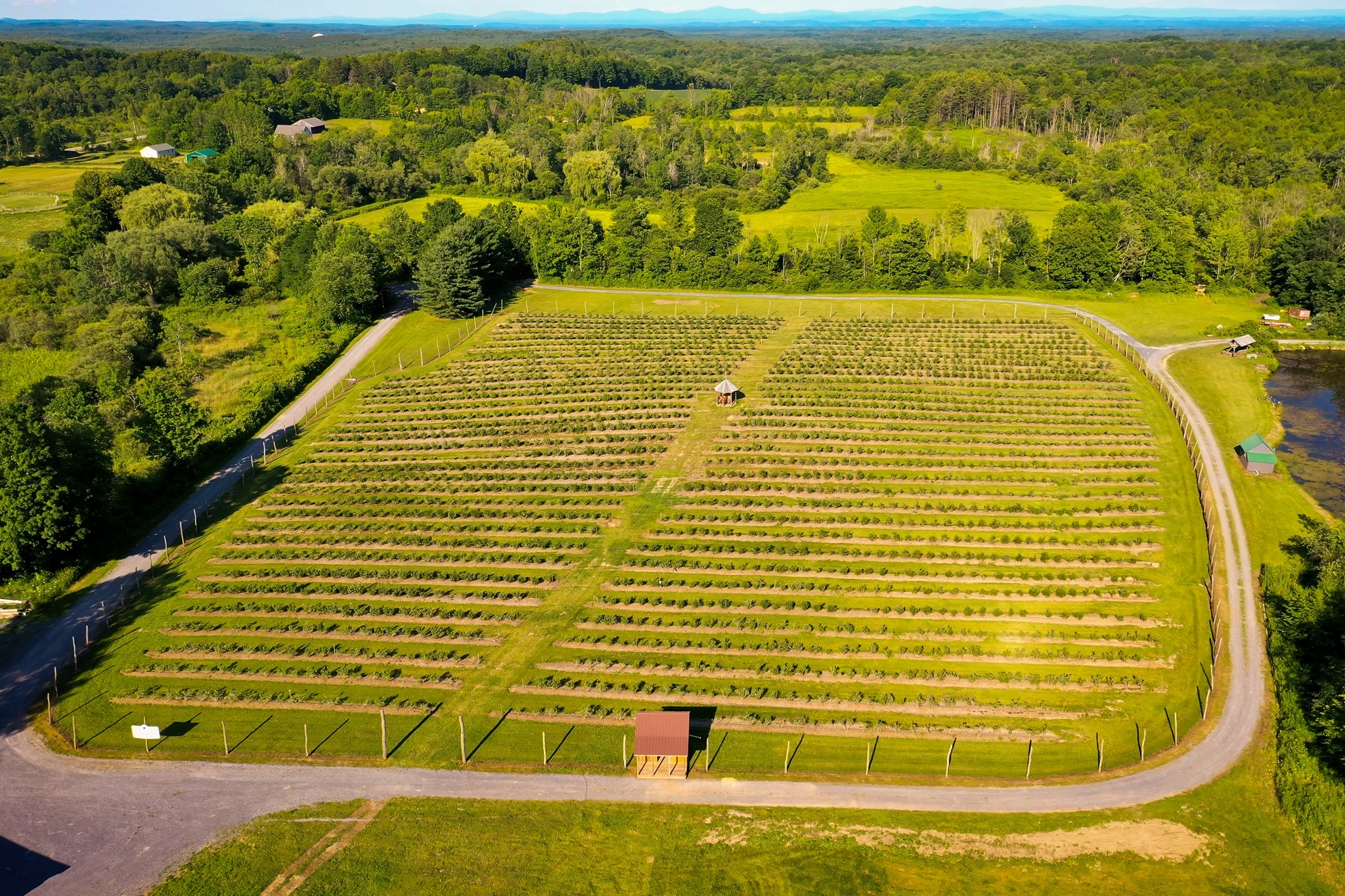 Blueberry Field 2.webp