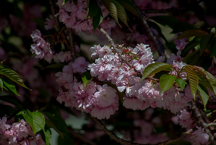 IMG_1445_edited.jpg