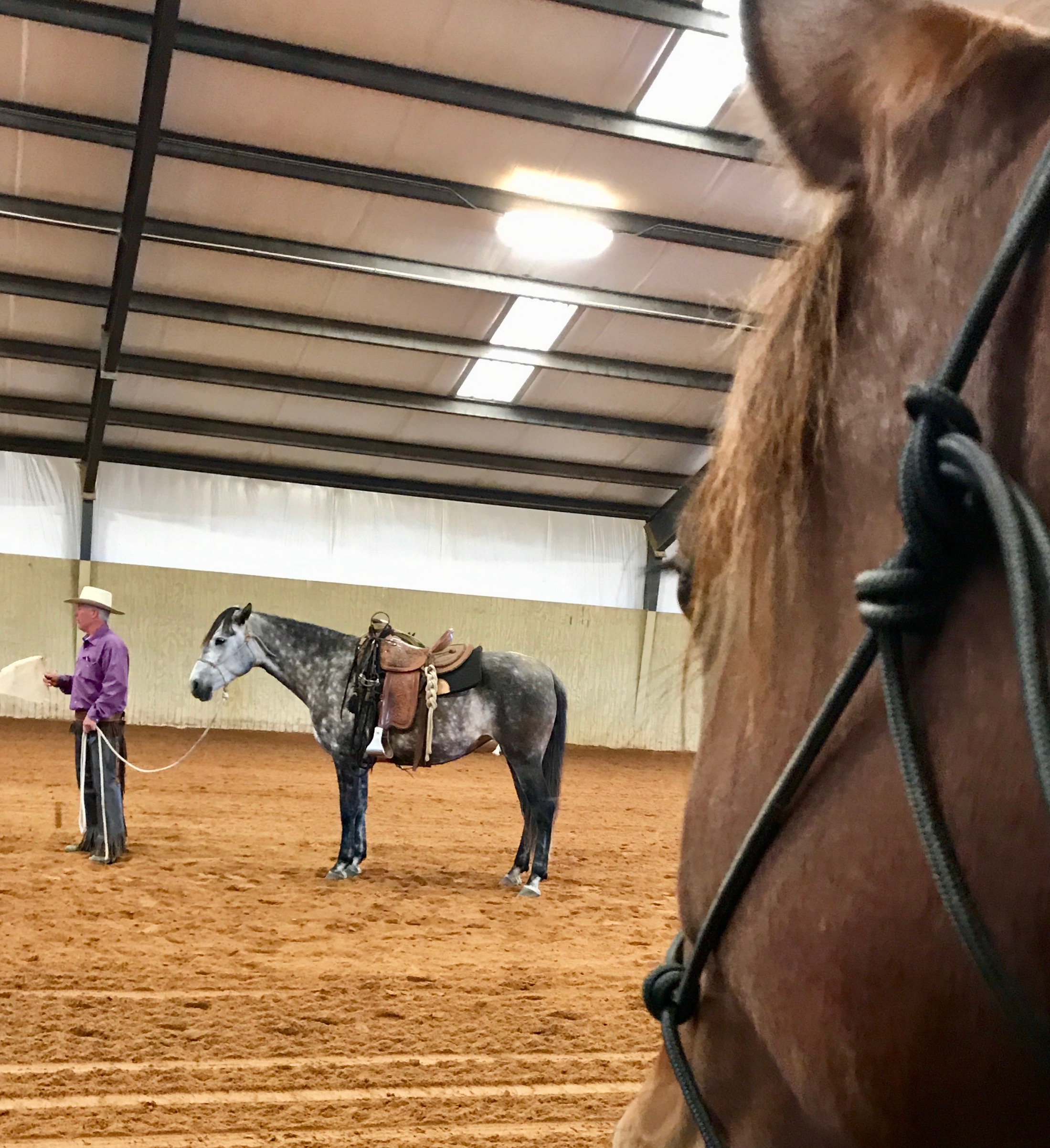 Helping Horses with Their People