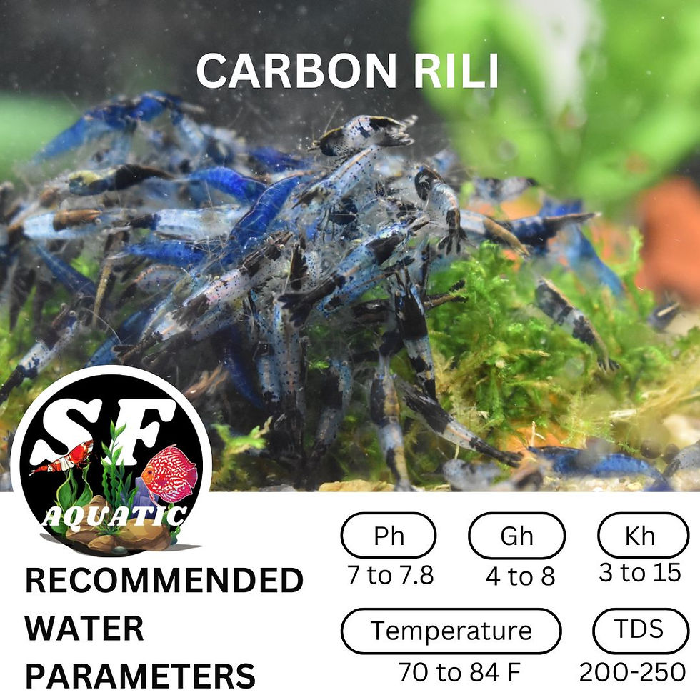 SF Aquatic™ 10 Black Rili /CarbonRili Neoaridina Shrimps