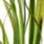 Thumbnail: Vallisneria spiralis 'Tiger'