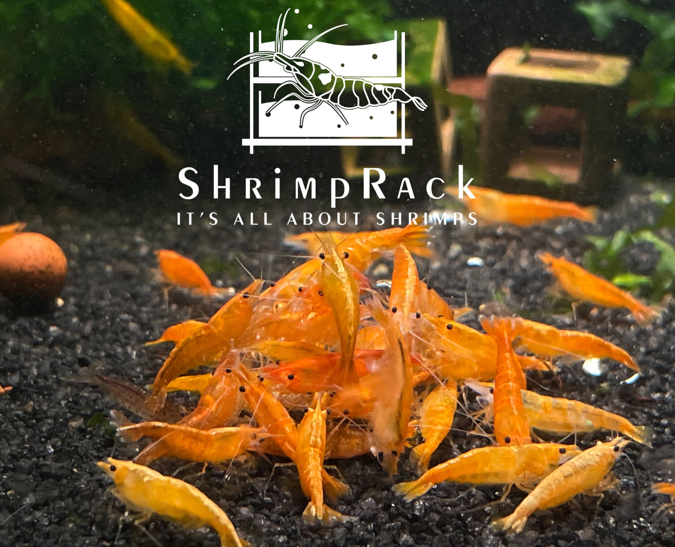 10 Orange Sunkist Shrimps
