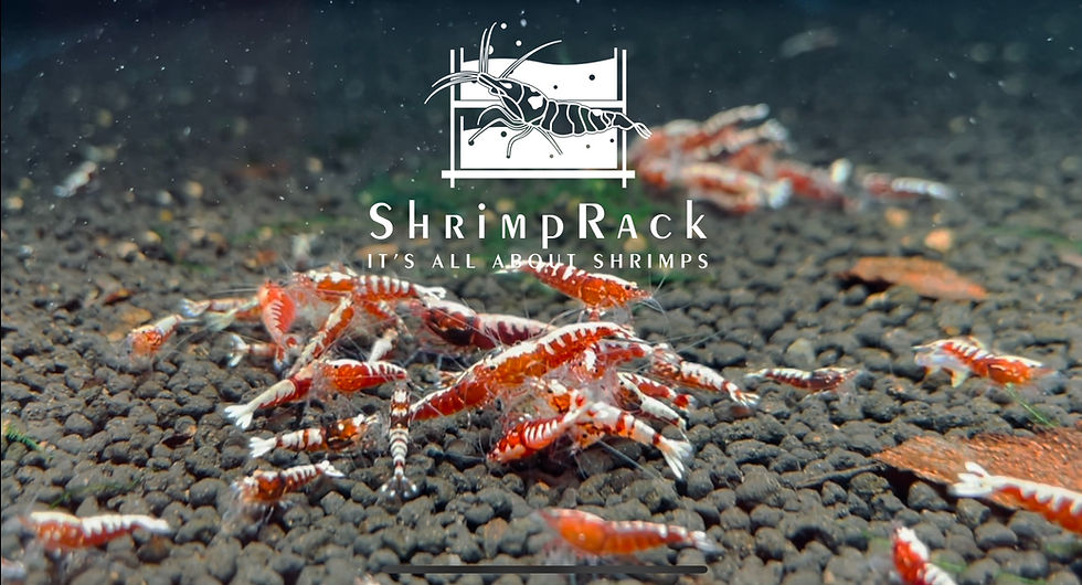 Shrimp Racks Caridina Shrimps | Shrimp Rack | It's All About Shrimps