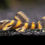 Thumbnail: Pleco L397 Alenquer Tiger Pleco 3-4cm