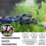 SF Aquatic™ 10 Blue Rili Neocaridina Shrimps