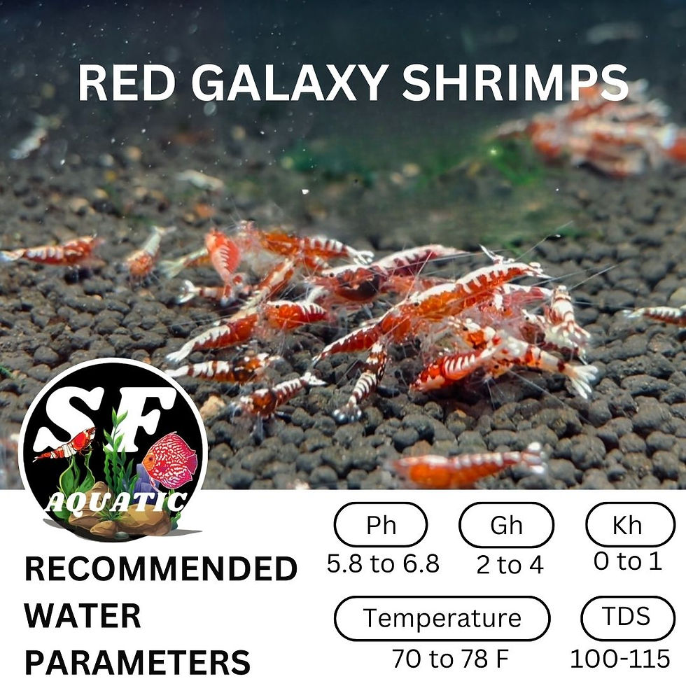SF Aquatic™ 10 Red Galaxy Caridina Shrimps