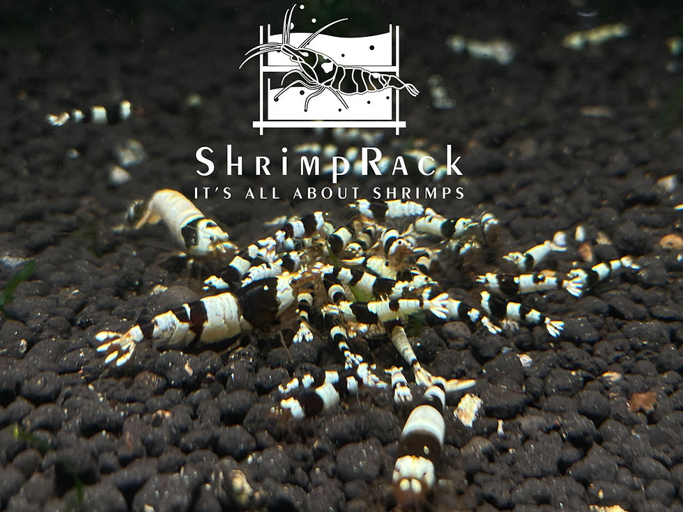 Shrimp Racks Online Retailer Specialize in Freshwater Aquatic Shrimps | ShrimpRack
