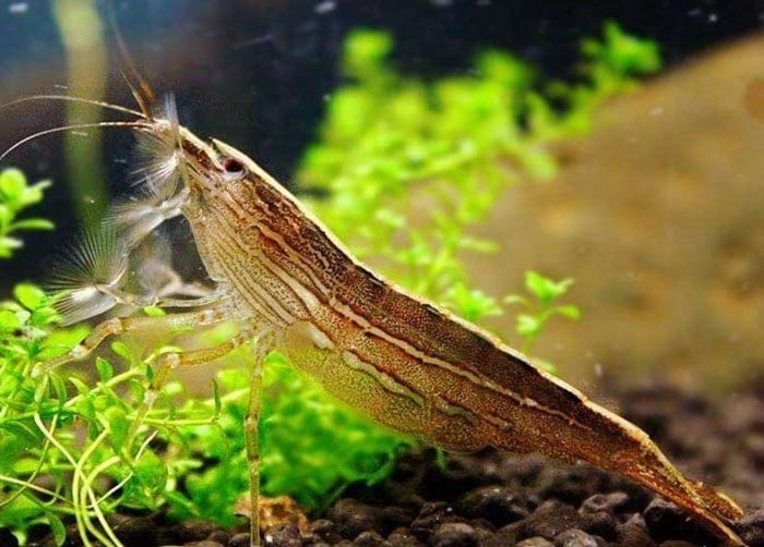 Bamboo Shrimps Fanning