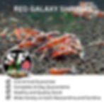 Thumbnail: SF Aquatic™  10 Red Galaxy Caridina Shrimps