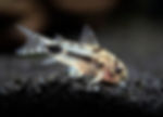 SF Aquatic™ Peppered Corydoras Catfish
