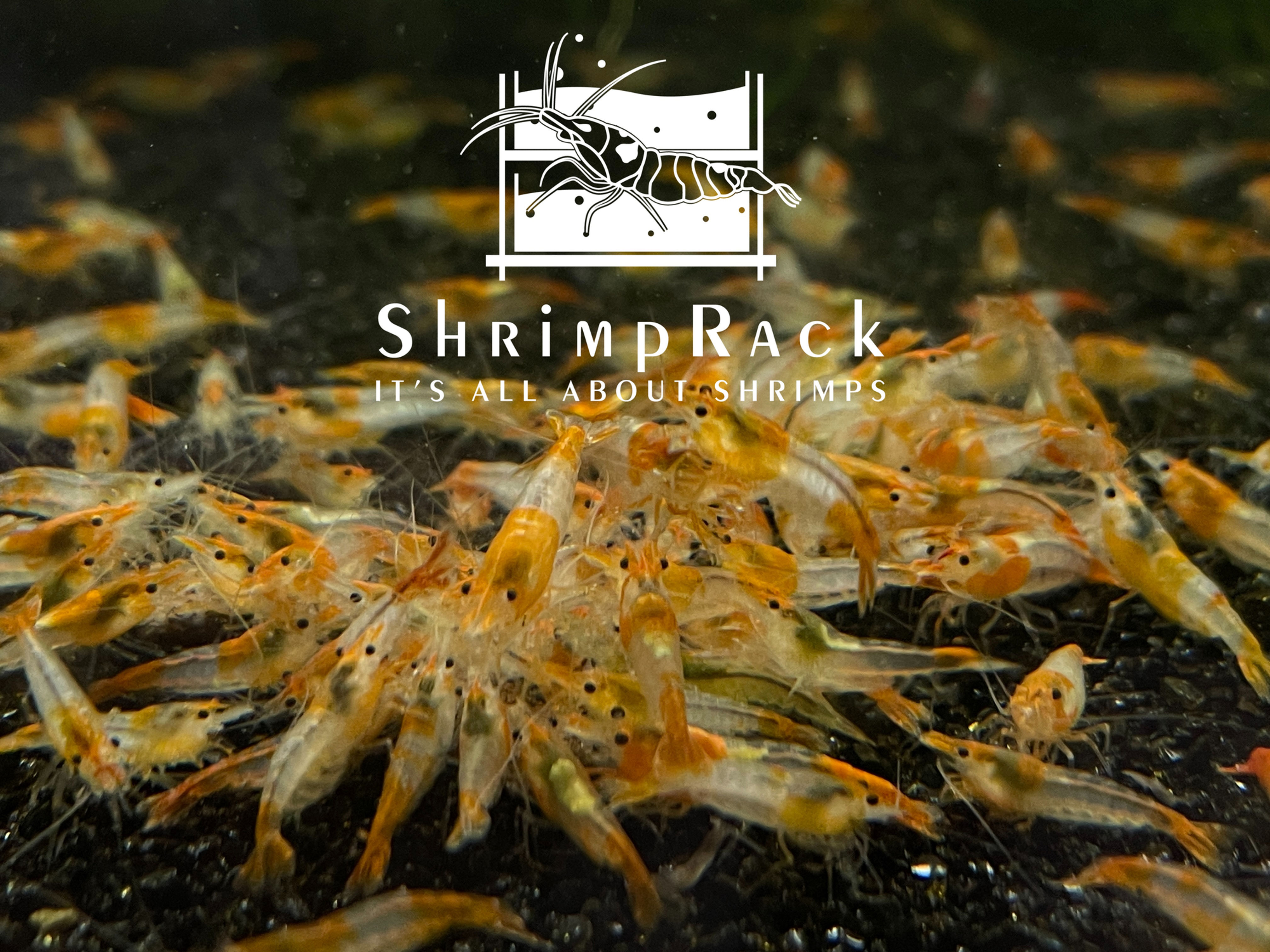 10 Orange Rili Shrimps