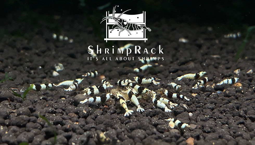 Thumbnail: 10 Pure BlackLine Shrimp  aka PRL