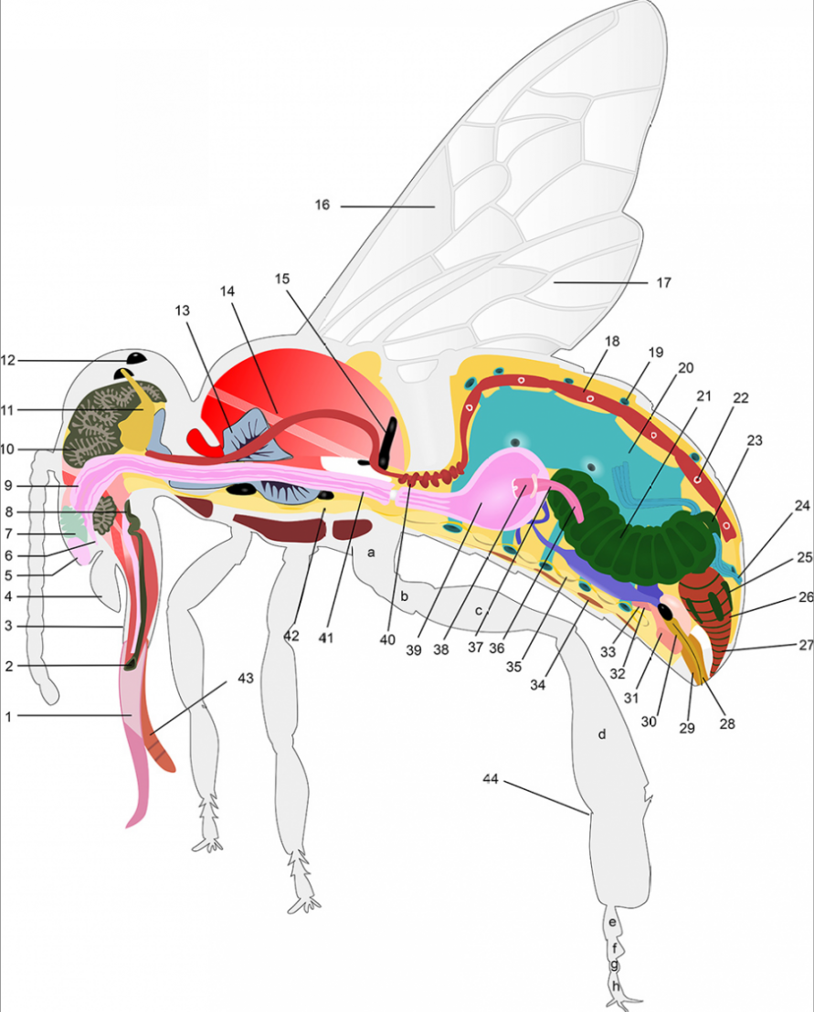 Anatomie-Biene-web_edited.png