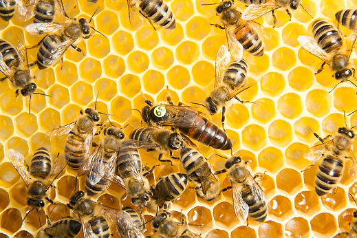 carnica_bienenkoenigin_belegstellenbegattet.jpg